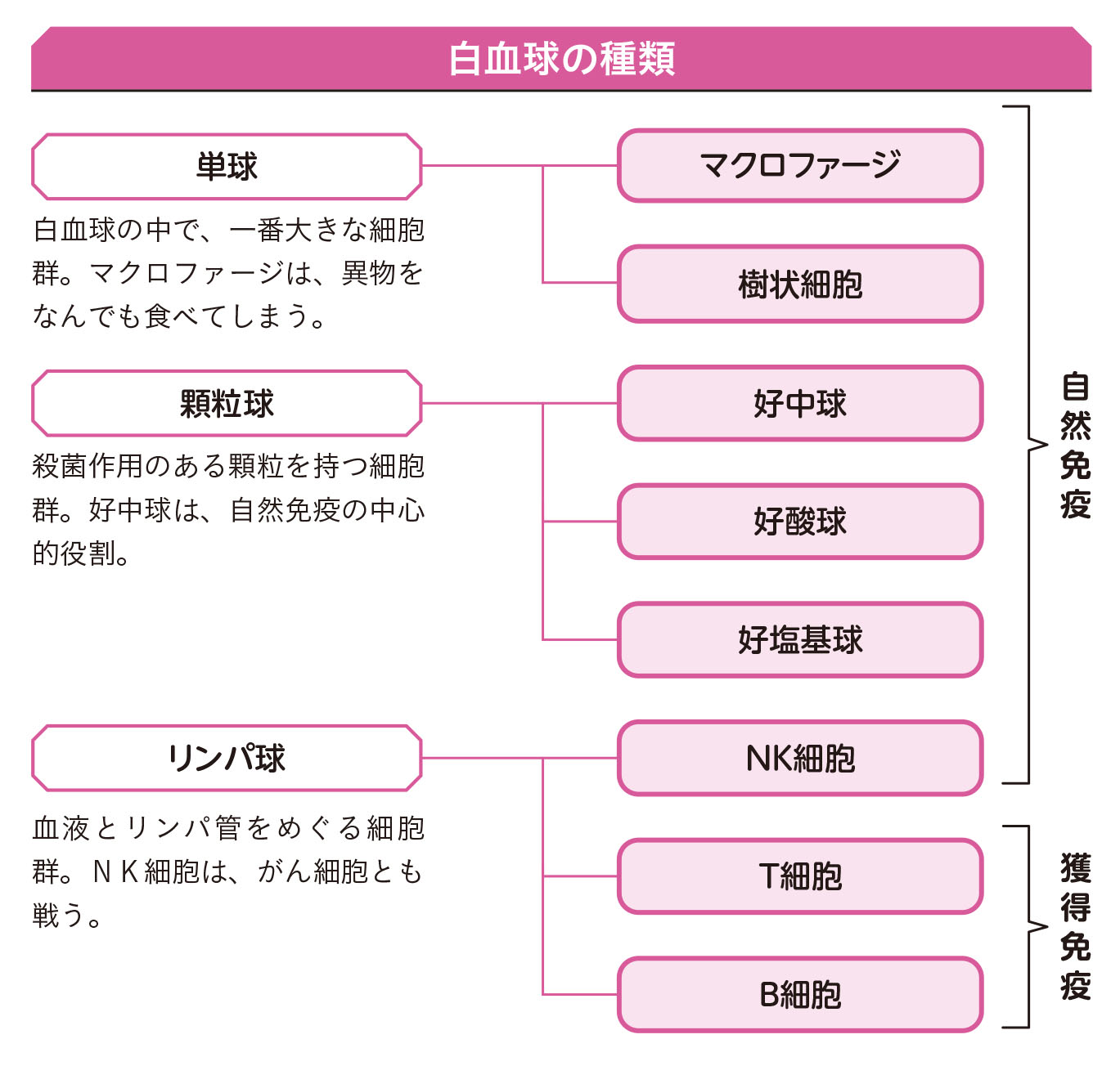 白血球の種類を知ろう！免疫の中心・白血球が病原菌と戦う【1週間で勝手に最強の免疫力がつくすごい方法】