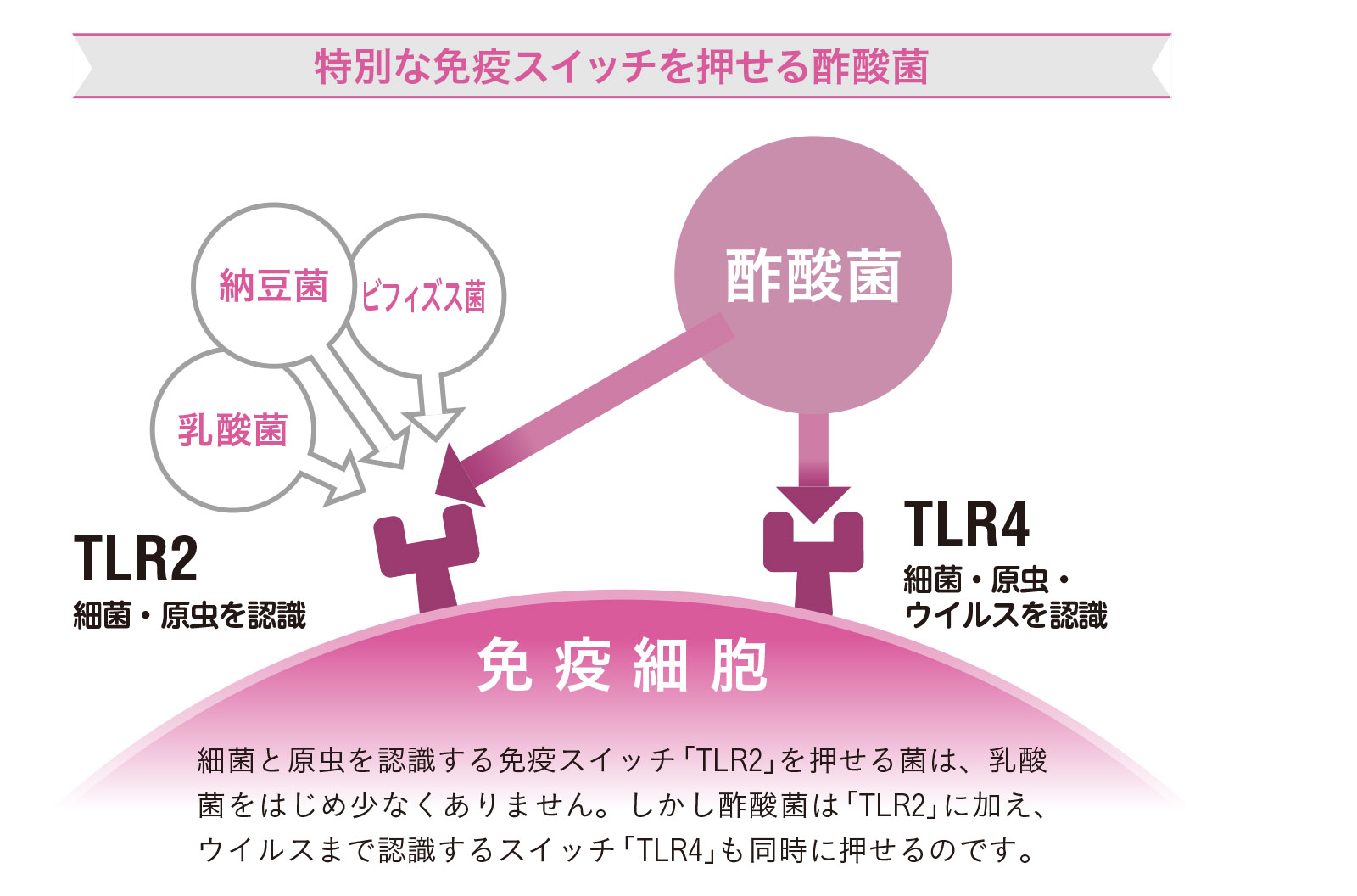 酢酸菌は免疫細胞を活性化させる2【1週間で勝手に最強の免疫力がつくすごい方法】