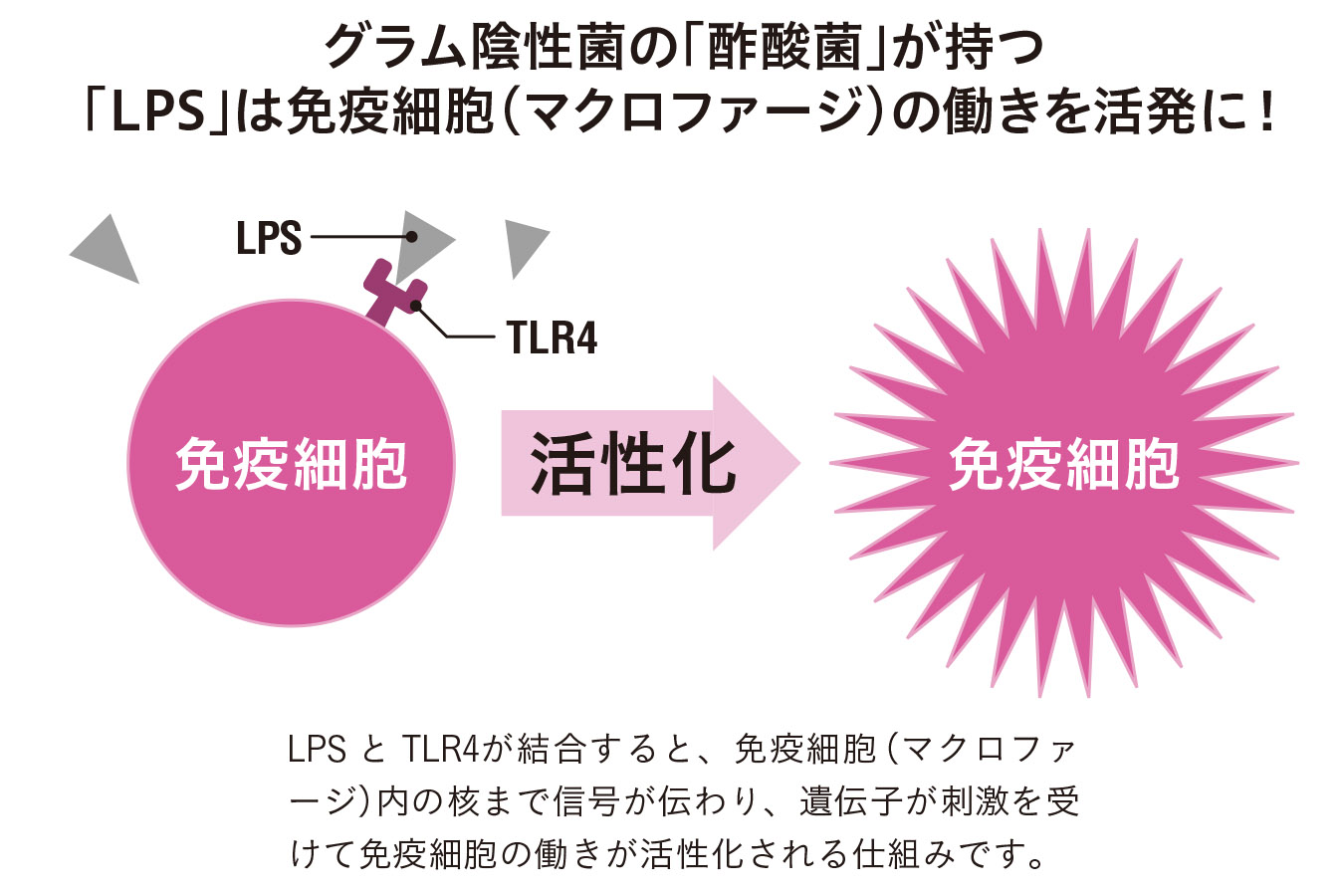 酢酸菌は免疫細胞を活性化させる【1週間で勝手に最強の免疫力がつくすごい方法】