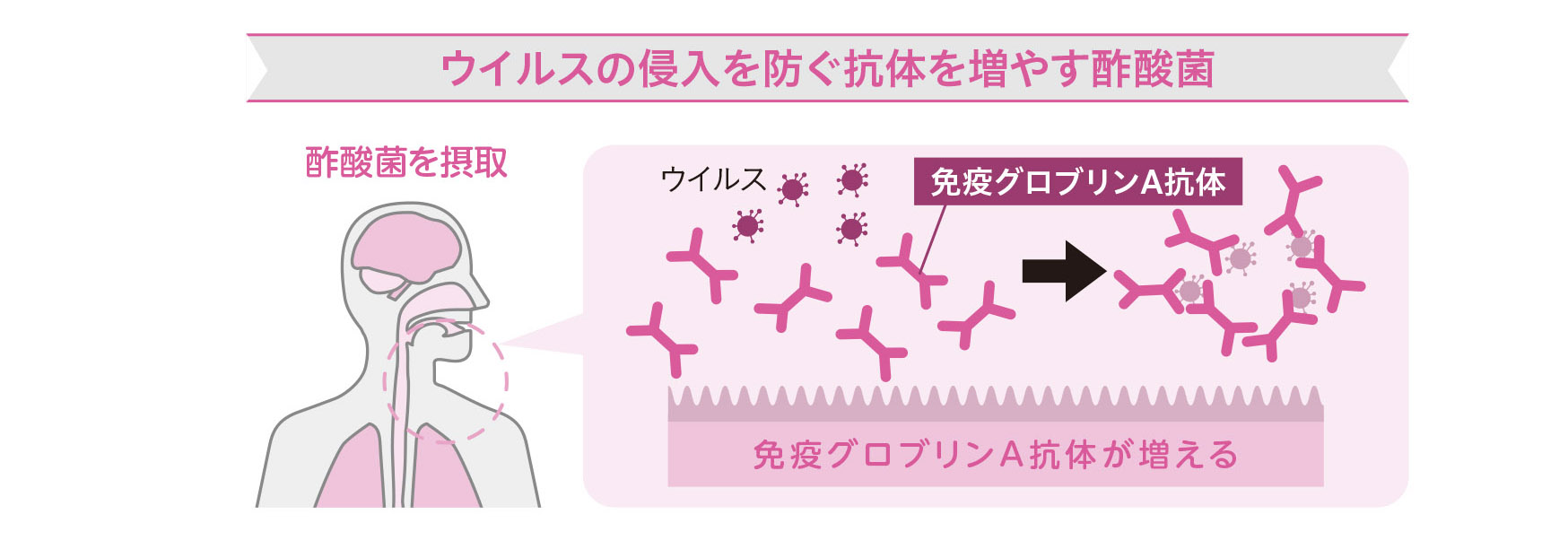 酢酸菌が免疫力を高めるカラクリ【1週間で勝手に最強の免疫力がつくすごい方法】