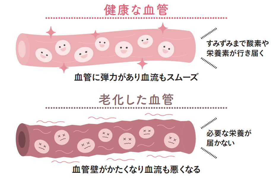 血管が老化すると肌もボロボロ？【1週間で勝手に-10歳若返る体になるすごい方法】