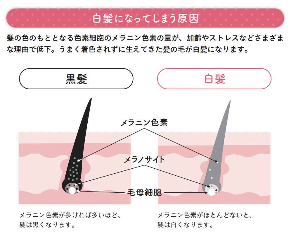 白髪になってしまう原因【1週間で勝手に-10歳若返る体になるすごい方法】