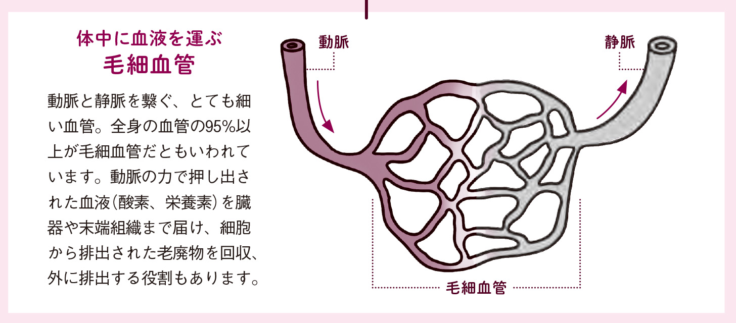 動脈と静脈、毛細血管の役割分担【図解 血管・血液の話】