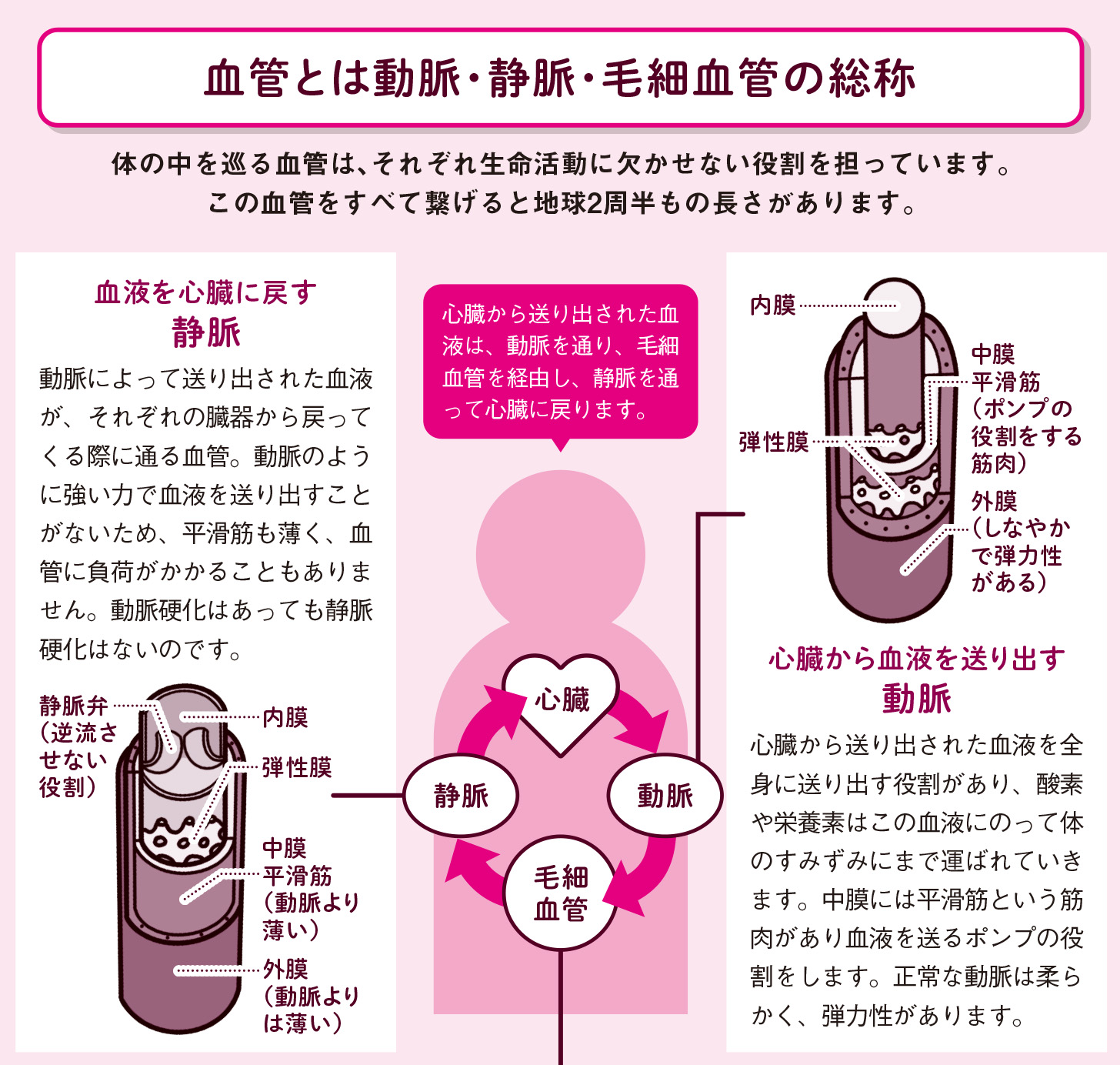 そもそも血管って何？【図解 血管・血液の話】