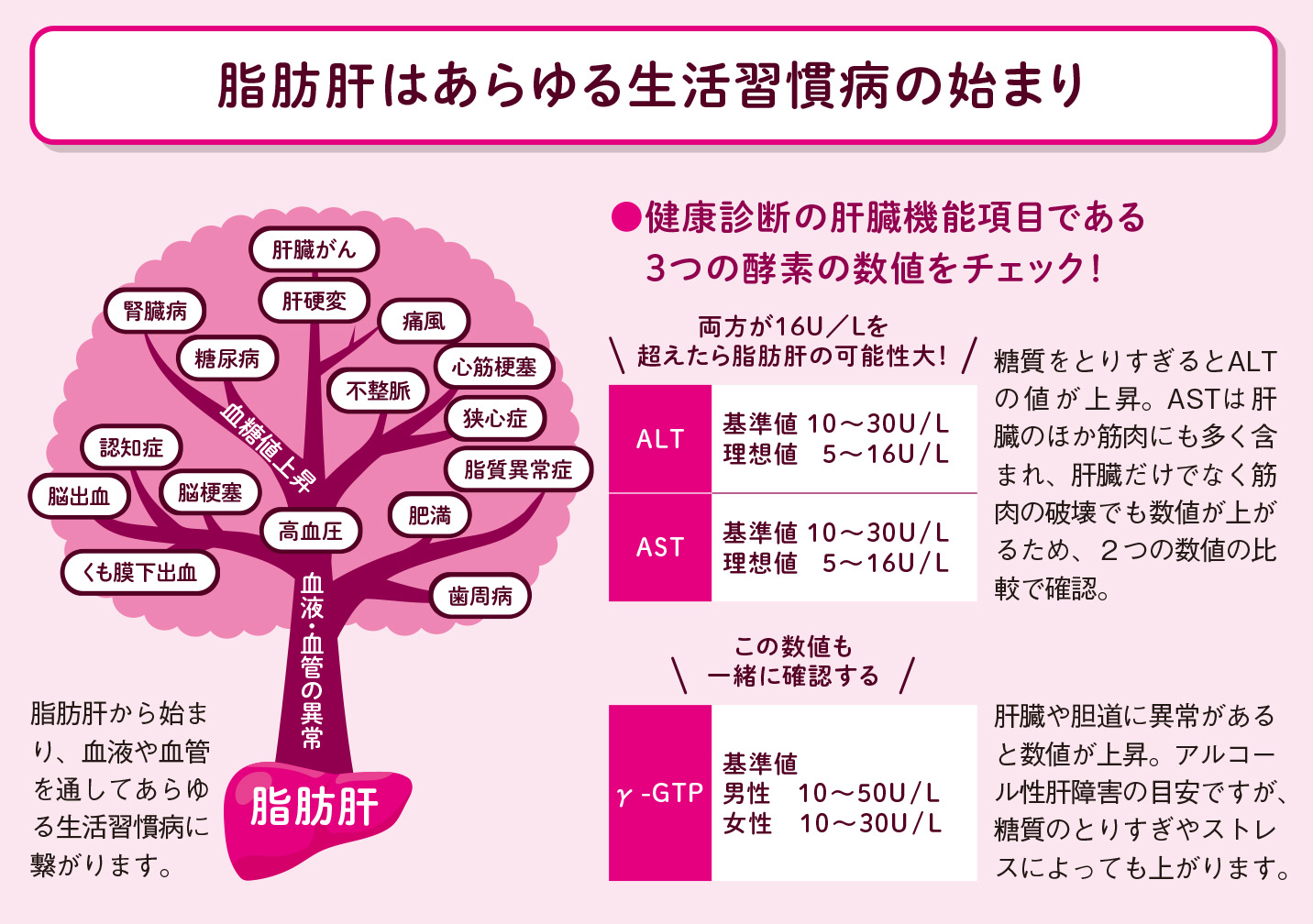 肝細胞から中性脂肪が血液へ【図解 血管・血液の話】