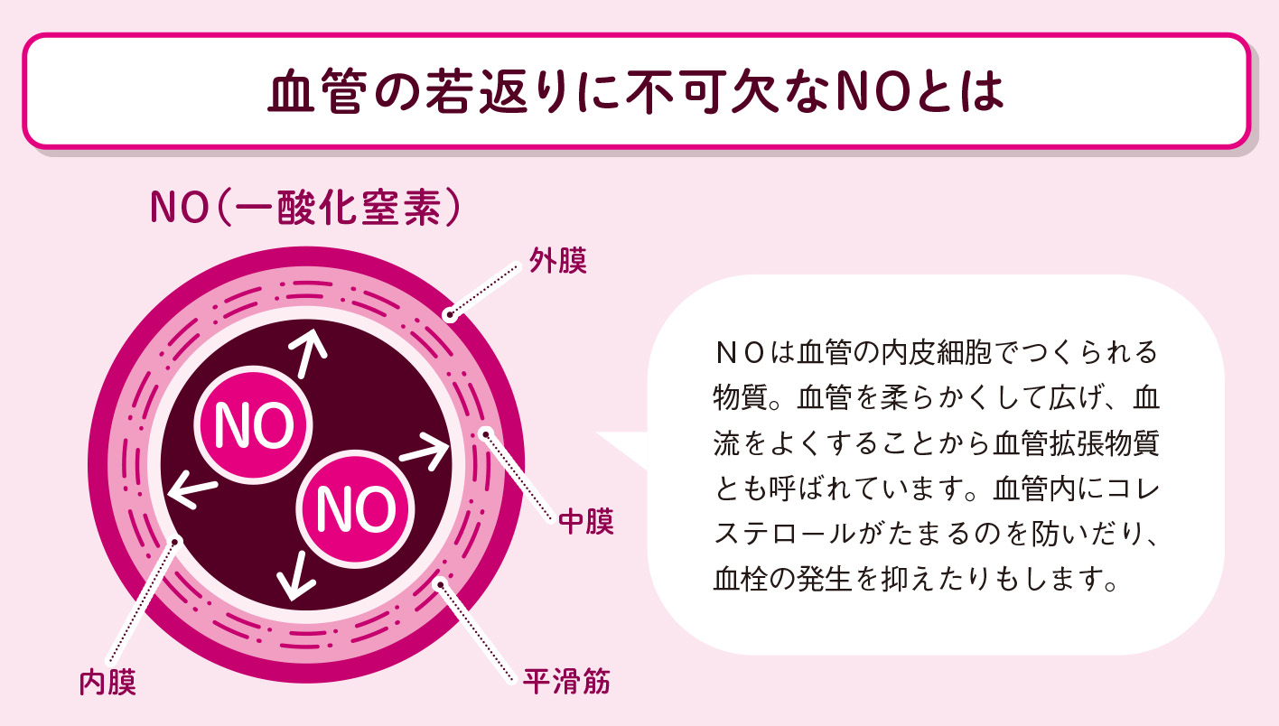 歩くだけでも血液はきれいになる【図解 血管・血液の話】