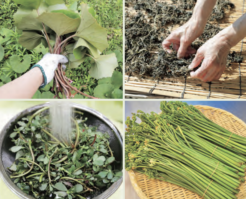 採取した野草は必ず冷やして持ち帰る【野草・山菜・きのこ図鑑】