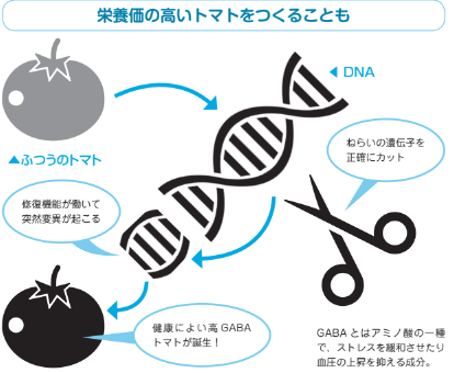 栄養価の高いトマトをつくることもできる【眠れなくなるほど面白い 図解 生命科学の話】