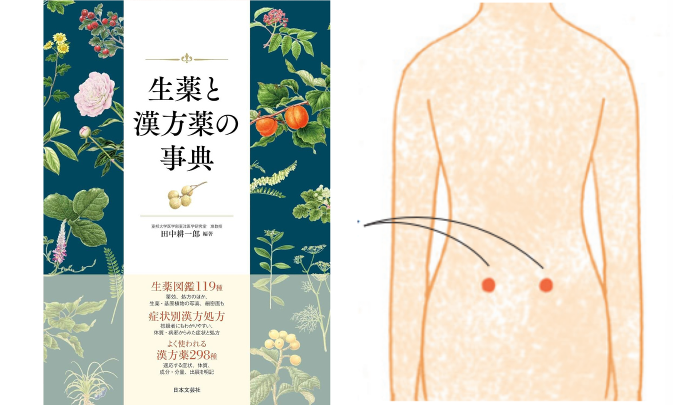 症状と漢方処方　腰痛【生薬と漢方薬の事典】