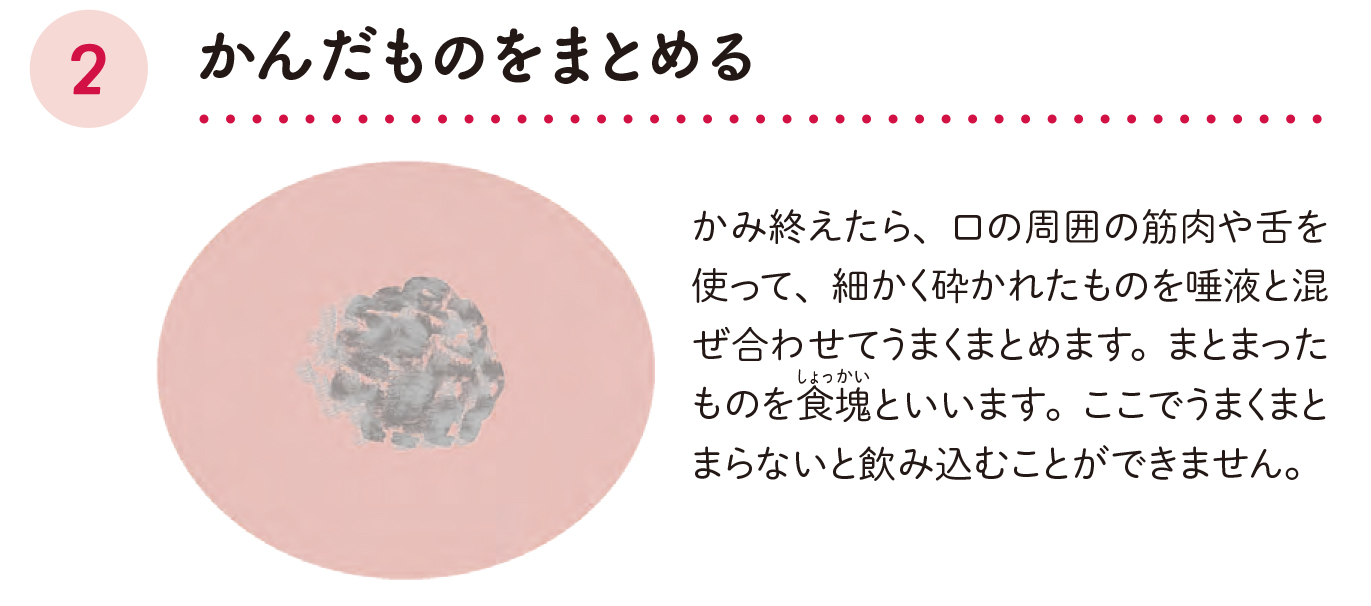 「かむ」「飲み込む」が難しくなったら/飲み込むまでの3段階を知ろう2【70歳からおいしく栄養がとれる食事のくふう】