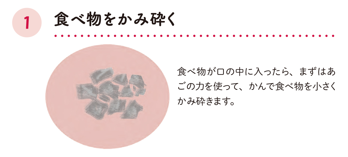 「かむ」「飲み込む」が難しくなったら/飲み込むまでの3段階を知ろう【70歳からおいしく栄養がとれる食事のくふう】