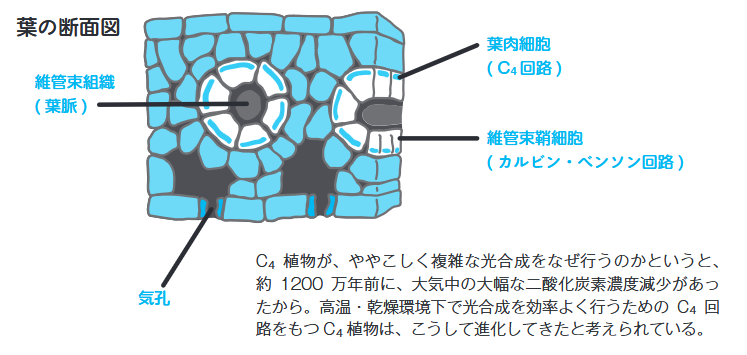 C4植物が、ややこしく複雑な光合成をなぜ行うのかというと、約1200万年前に、大気中の大幅な二酸化炭素濃度減少があったから。高温・乾燥環境下で光合成を効率よく行うためのC4回路をもつC4植物は、こうして進化してきたと考えられている。