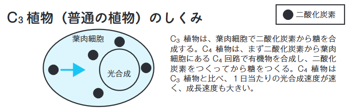 C3植物は、葉肉細胞で二酸化炭素から糖を合成する。C4植物は、まず二酸化炭素から葉肉細胞にあるC4回路で有機物を合成し、二酸化炭素をつくってから糖をつくる。C4植物はC3植物と比べ、１日当たりの光合成速度が速く、成長速度も大きい。