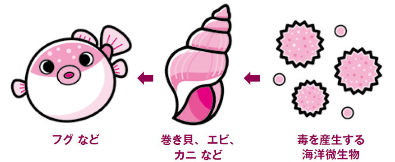 フグ など ← 巻き貝、エビ、カニ など ← 毒を産生する海洋微生物