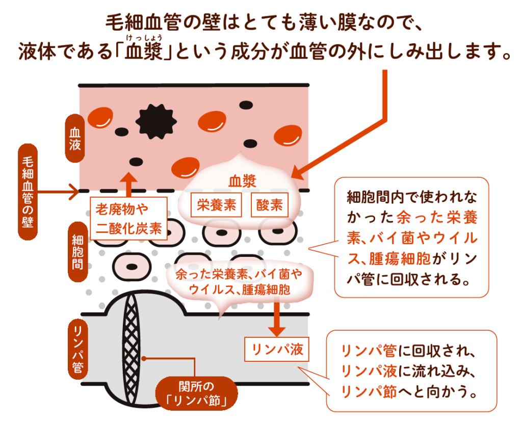 毛細血管の壁はとても薄い膜なので、液体である「血漿(けっしょう)」という成分が血管の外にしみ出します。
