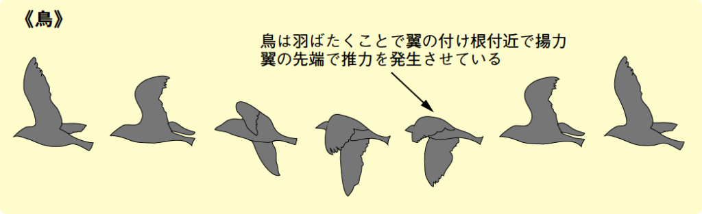 ＜前に進む力＞《鳥》鳥は羽ばたくことで翼の付け根付近で揚力／翼の先端で推力を発生させている
