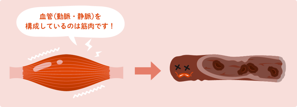 血管(動脈・静脈)を構成しているのは筋肉です!