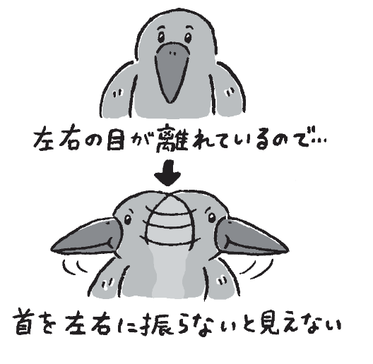左右の目が離れているので…　首を左右に振らないと見えない
