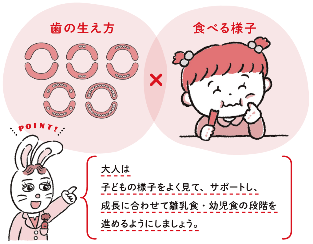 「歯の生え方×食べる様子」大人は子どもの様子をよく見て、サポートし、成長に合わせて離乳食・幼児食の段階を進めるようにしましょう。