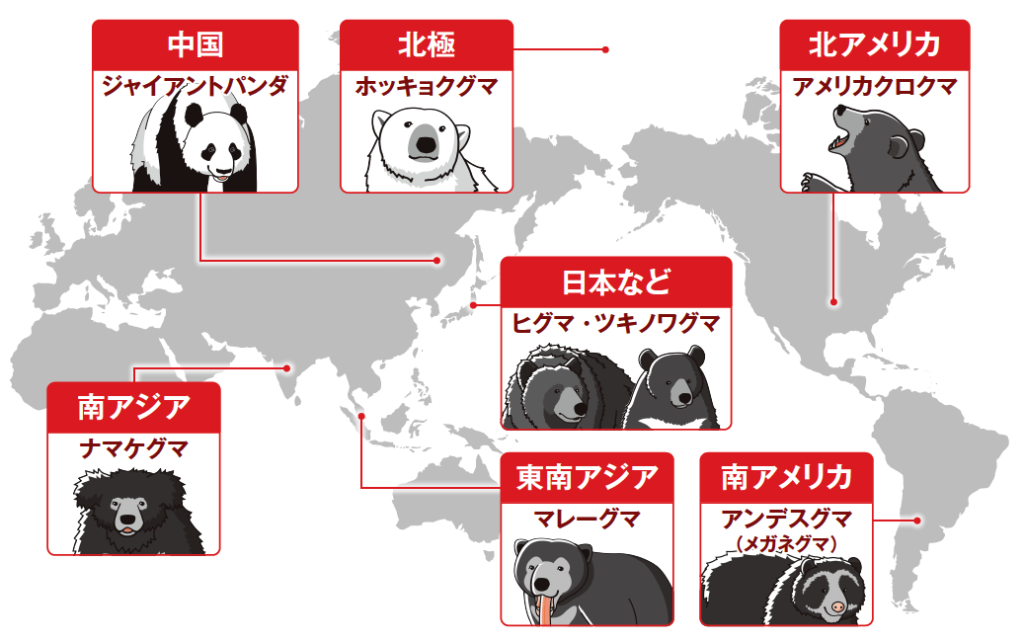 世界の8種のクマ

● 北極：ホッキョクグマ
● 北アメリカ：アメリカクロクマ
● 南アメリカ：アンデスグマ（メガネグマ）
● 東南アジア：マレーグマ
● 南アジア：ナマケグマ
● 中国：ジャイアントパンダ
● 日本など：ヒグマ・ツキノワグマ