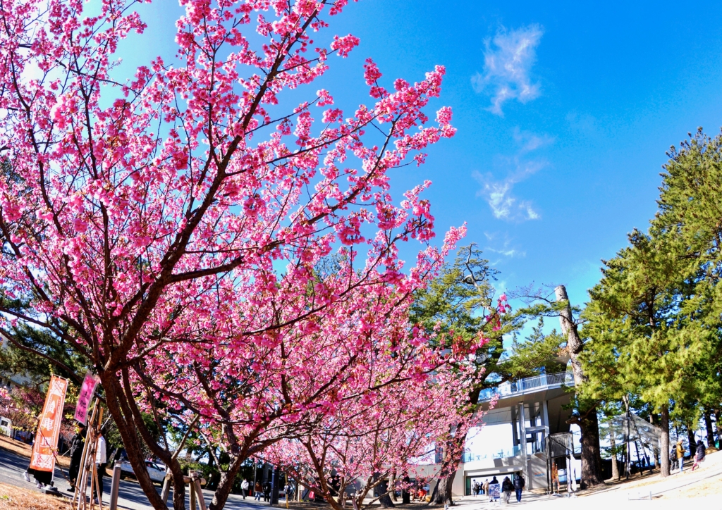 1月に満開！日本で最も早咲きの桜「土肥桜」×「夕陽」の街で、時の