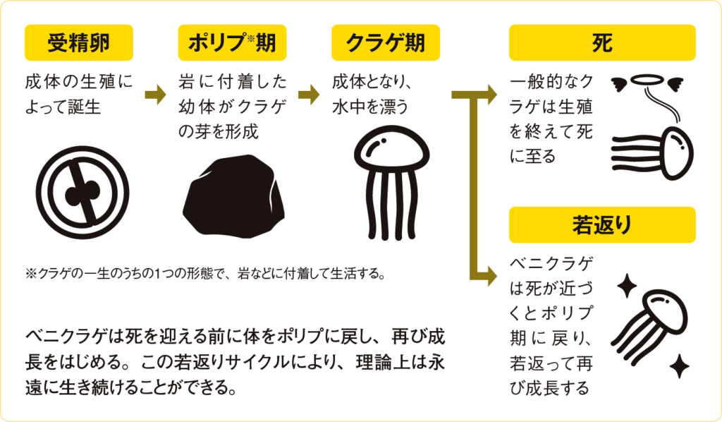 ベニクラゲは死を迎える前に体をポリプに戻し、再び成長をはじめる。この若返りサイクルにより、理論上は永遠に生き続けることができる。