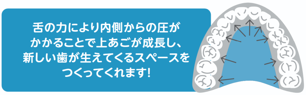 舌の力により内側からの圧がかかることで上あごが成長し、新しい歯が生えてくるスペースをつくってくれます！