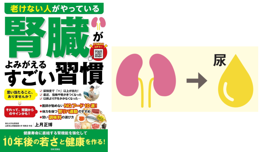 腎臓は「尿を作るだけ」じゃない？全身のコンディションを保つ腎臓の3つの役割とは【老けない人がやっている腎臓がよみがえるすごい習慣】