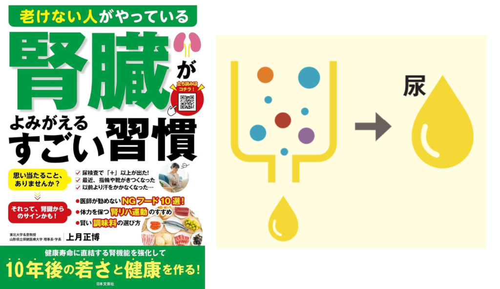 原尿から必要な水分や栄養を体に戻す！腎臓が持つ精巧なろ過と再吸収のメカニズム【老けない人がやっている腎臓がよみがえるすごい習慣】