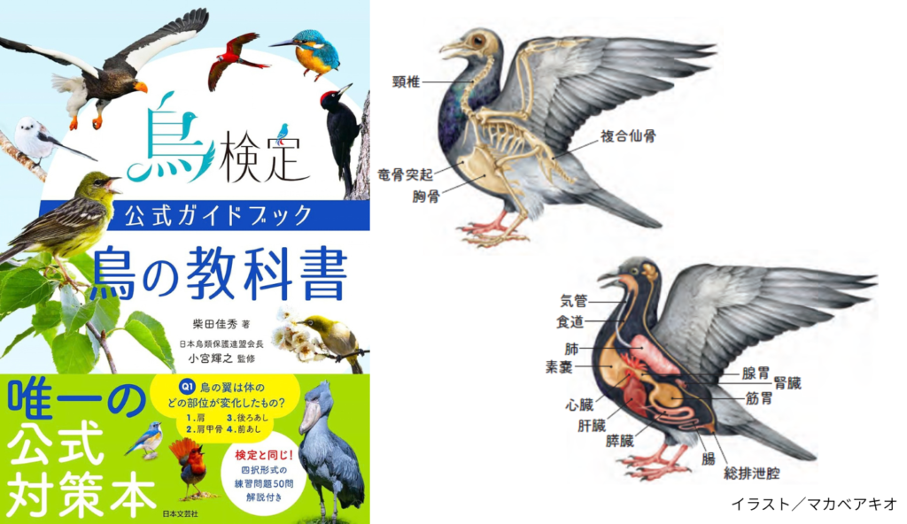 鳥の体はなぜ軽い？ 空を飛ぶために進化した驚きの「内部構造」【鳥検定公式ガイドブック 鳥の教科書】
