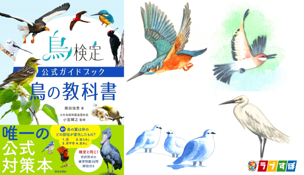 なぜ鳥には歯がないのか？骨格の軽量化から体温管理まで鳥類が持つ独自の生態【鳥検定公式ガイドブック 鳥の教科書】