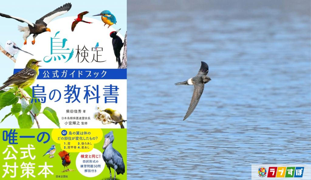 寝るときも飛ぶ!? 314日間飛び続けたアマツバメの驚きの生態【鳥検定公式ガイドブック 鳥の教科書】