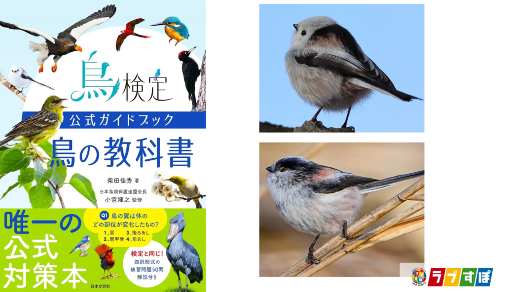 「界・門・綱・目・科・属・種」で整理！意外と知らない「鳥の分類」【鳥の教科書】