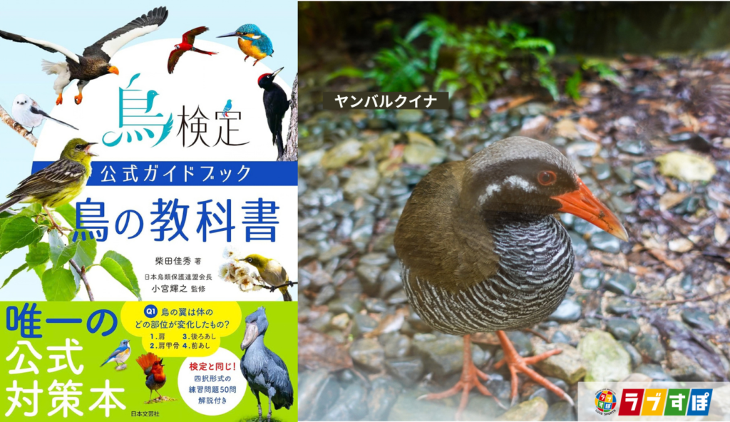 日本にしか生息しない「固有種」の鳥14種！南西諸島や島嶼部に集中する生息環境と特徴【鳥検定公式ガイドブック 鳥の教科書】
