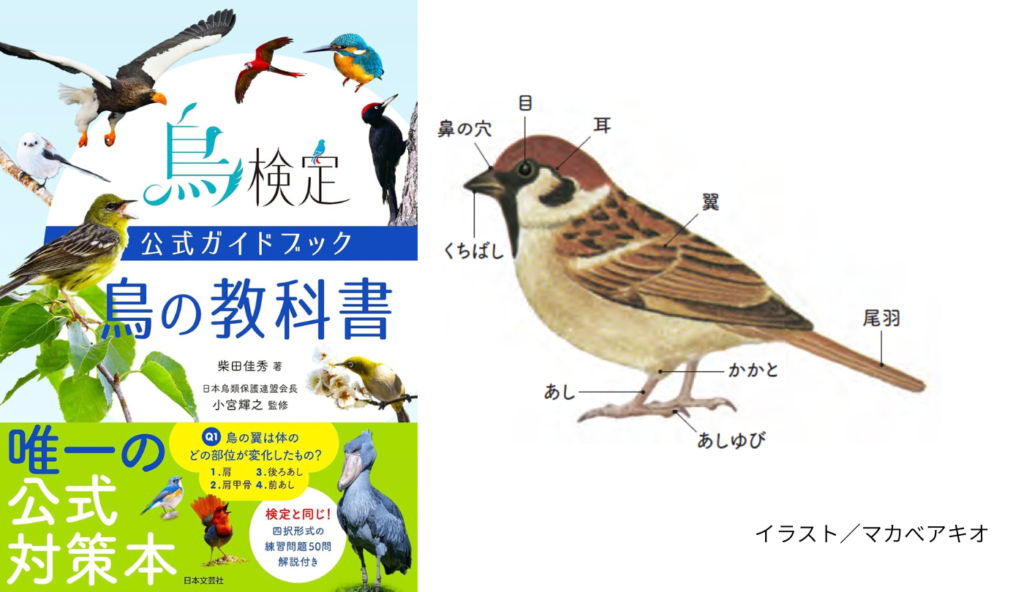 鳥の膝はどこにある? 意外と知らない「鳥の体」【鳥検定公式ガイドブック 鳥の教科書】