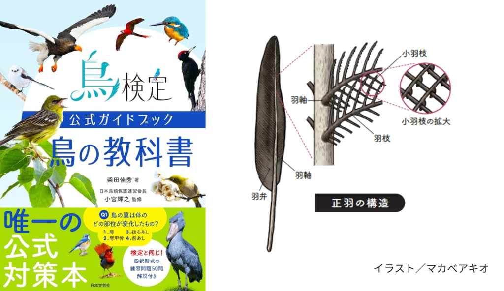ダウンの素材である綿羽の断熱性！鳥の羽毛が持つ驚きの機能と6つの分類【鳥検定公式ガイドブック 鳥の教科書】