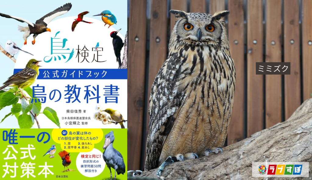 紫外線も見えて人間の2.5倍の視力！進化を遂げた鳥たちの驚異的な感覚器官の仕組み【鳥検定公式ガイドブック 鳥の教科書】