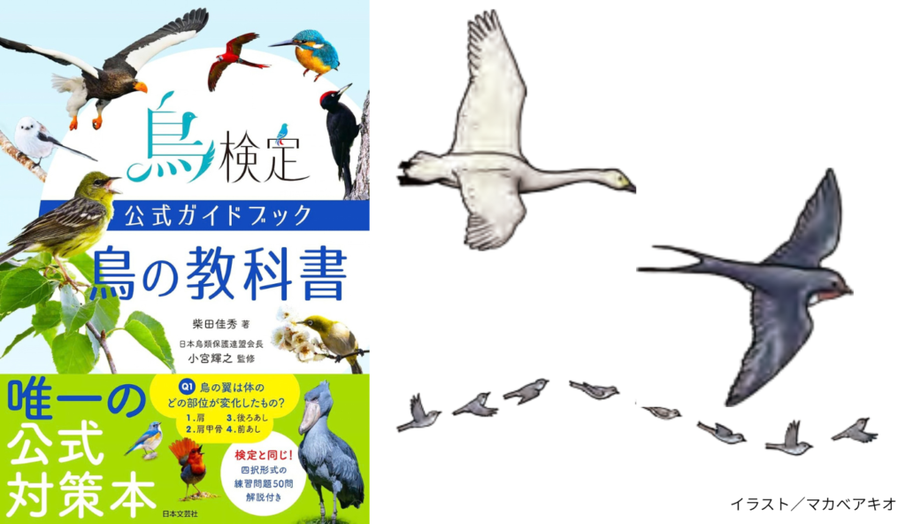 羽ばたき飛行の原動力は風切羽！揚力と推進力を生む鳥の翼のコントロール術とは【鳥検定公式ガイドブック 鳥の教科書】