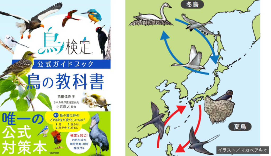 留鳥と渡り鳥の違いとは?食べものを求めて繁殖地と越冬地を往復する鳥たちの生態【鳥検定公式ガイドブック 鳥の教科書】