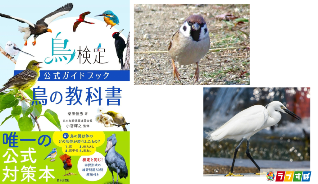 鳥が歩くときに首を振る理由は「景色のブレ防止」！『鳥の教科書』に学ぶ鳥の運動生態