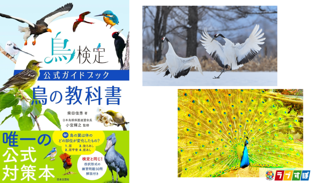 声や音で健康状態をアピール！鳥たちの求愛に隠された「選ばれる」戦略【鳥検定公式ガイドブック 鳥の教科書】