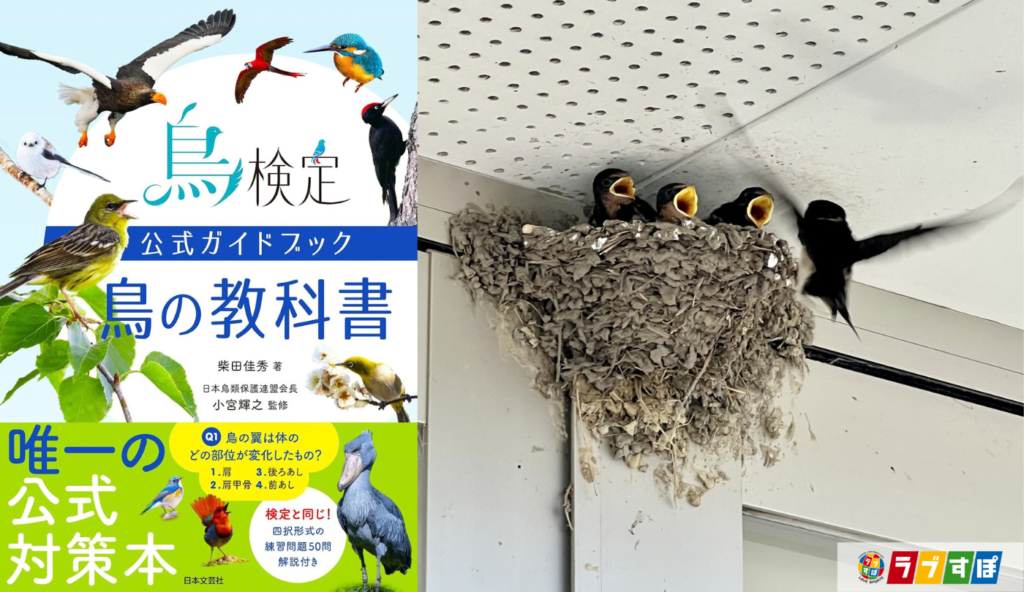 鳥はハンガーで巣を作る?巣作りに人工物を使う驚きの生態【鳥検定公式ガイドブック 鳥の教科書】