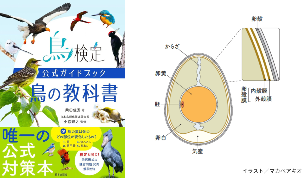 巣の場所で色が変わる?卵の色と模様に隠された鳥の生態【鳥検定公式ガイドブック 鳥の教科書】