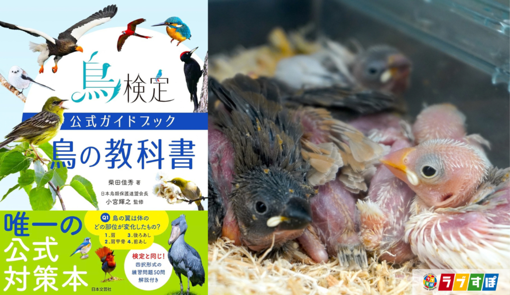 なぜヒナはすぐ歩ける? 鳥の成長速度は「早成性・晩成性」で違う【鳥検定公式ガイドブック 鳥の教科書】