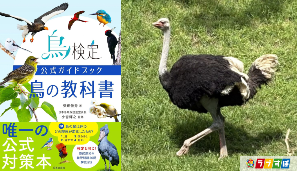 時速70kmで走る! ダチョウが速く走れる「2本指」の秘密【鳥検定公式ガイドブック 鳥の教科書】