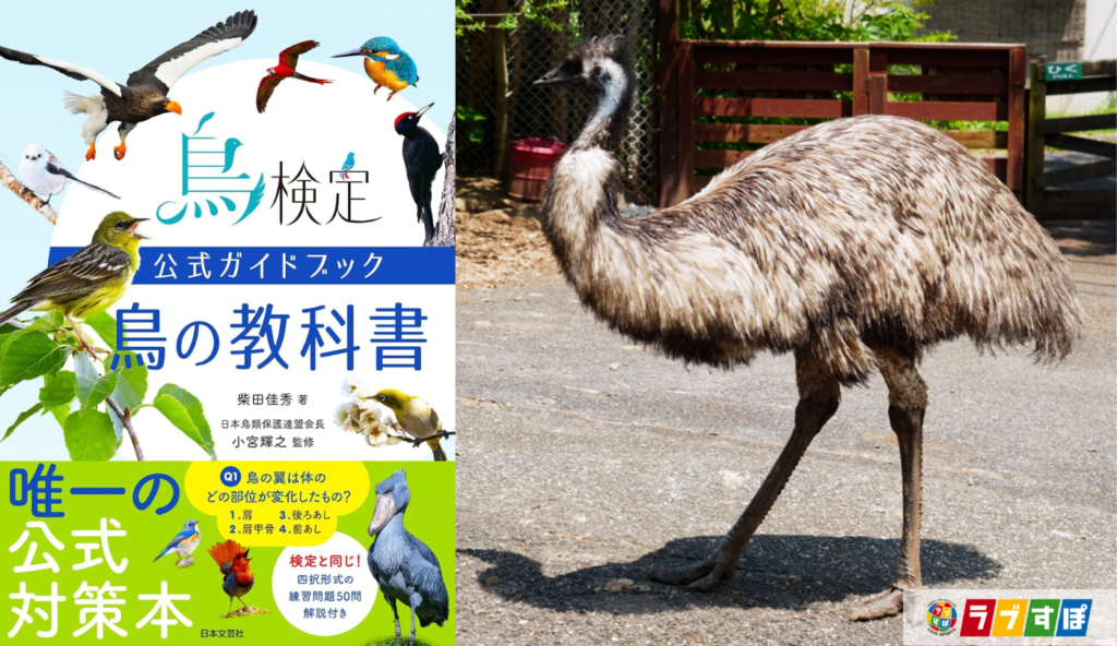 ダーウィンが食べて新種発見？『鳥の教科書』に学ぶ走鳥類レアとヒクイドリの生態
