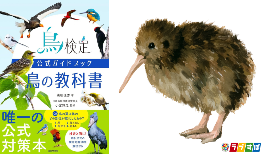 飛べないキーウィ、飛べるシギダチョウ！ 古い特徴を残す鳥たちの謎【鳥検定公式ガイドブック 鳥の教科書】
