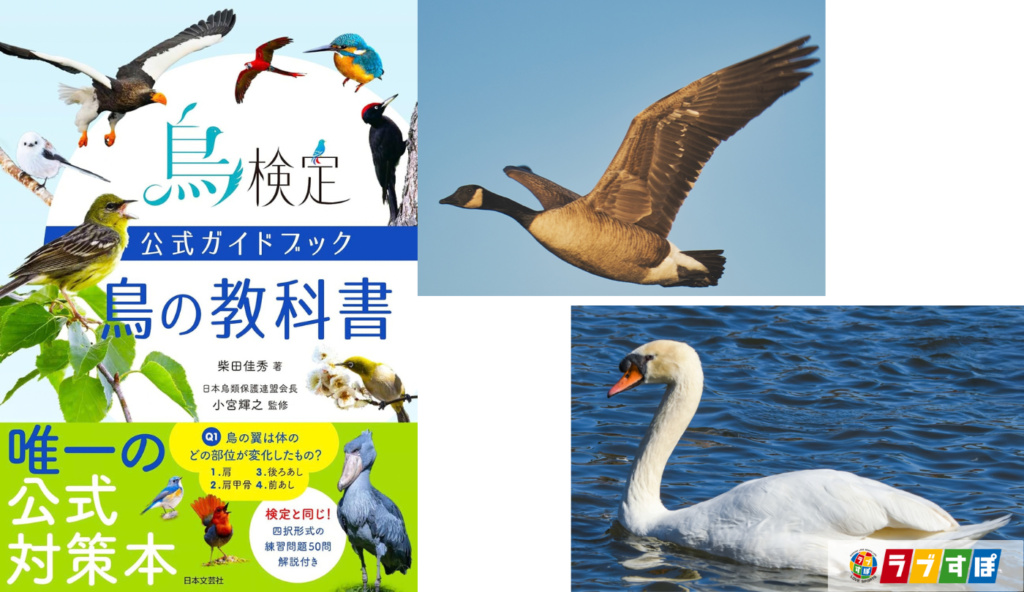 なぜガンは隊列を組んで飛ぶ？ 群れで飛ぶ渡り鳥の知られざる生態【鳥検定公式ガイドブック 鳥の教科書】