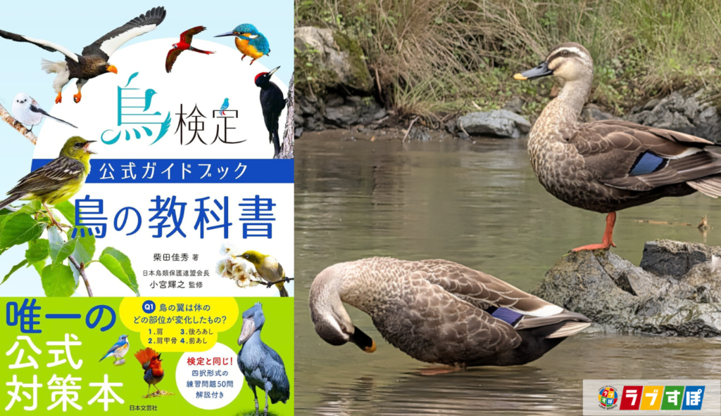 繁殖期が終わると地味な姿に変身!飛べなくなる時期を守るカモのオスの「エクリプス羽」【鳥検定公式ガイドブック 鳥の教科書】
