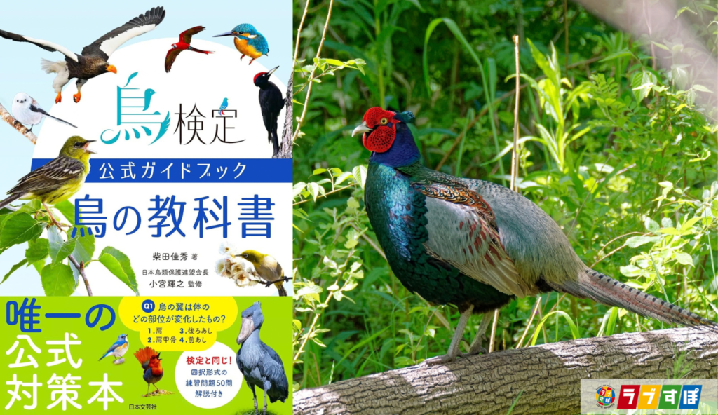 地上生活が得意で瞬発力抜群!『鳥の教科書』に学ぶキジ科の生態と長距離飛行の苦手な理由
